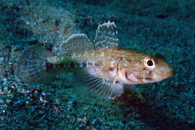 Gobius geniporus